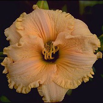 APRICOT JADE   #267